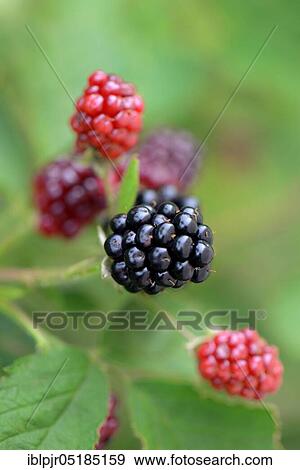 Blackberry, variety Nessy ( Rubus fruticosus) View Large Photo Image Stock Photo - Blackberry, variety Nessy ( Rubus fruticosus). Fotosearch