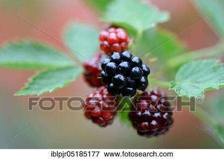 Stock Photo - Blackberry, variety Nessy ( Rubus fruticosus). Fotosearch
