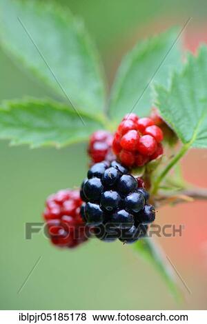 Blackberry, variety Nessy ( Rubus fruticosus) View Large Photo Image Stock Photo - Blackberry, variety Nessy ( Rubus fruticosus). Fotosearch