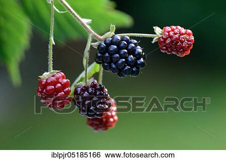 Blackberry, variety Nessy ( Rubus fruticosus) View Large Photo Image Stock Photograph - Blackberry, variety Nessy ( Rubus fruticosus). Fotosearch
