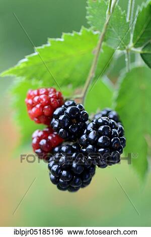Blackberry, variety Nessy ( Rubus fruticosus) View Large Photo Image Stock Photograph - Blackberry, variety Nessy ( Rubus fruticosus). Fotosearch