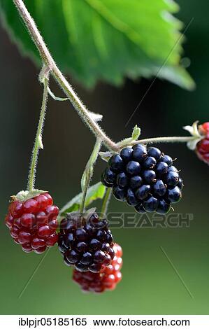Blackberry, variety Nessy ( Rubus fruticosus) View Large Photo Image Stock Photography - Blackberry, variety Nessy ( Rubus fruticosus). Fotosearch