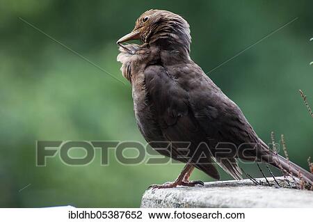 Blackbird (Turdus merula), Ahrensburg, Schleswig-Holstein, Germany, Europe View Large Photo Image Stock Image - Blackbird (Turdus merula), Ahrensburg, Schleswig-Holstein, Germany, Europe. Fotosearch