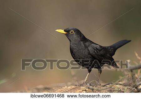 Blackbird (Turdus merula), Common blackbird, male, February, Lower Rhine, North Rhine-Westphalia, Germany, Europe View Large Photo Image Stock Photo - Blackbird (Turdus merula), Common blackbird, male, February, Lower Rhine, North Rhine-Westphalia, Germany, Europe. Fotosearch