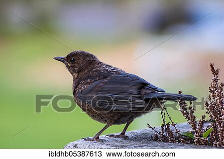 Blackbird (Turdus merula), young bird, juvenile, Ahrensburg, Schleswig-Holstein, Germany, Europe View Large Photo Image Stock Image - Blackbird (Turdus merula), young bird, juvenile, Ahrensburg, Schleswig-Holstein, Germany, Europe. Fotosearch