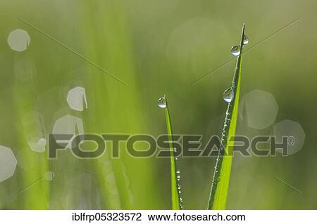 Stock Image - Blade of grass with dew drops, Switzerland, Europe. Fotosearch