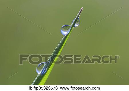 Blade of grass with dew drops, Switzerland, Europe View Large Photo Image Stock Image - Blade of grass with dew drops, Switzerland, Europe. Fotosearch