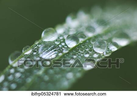 Stock Image - Blade of grass with dew drops, Switzerland, Europe. Fotosearch