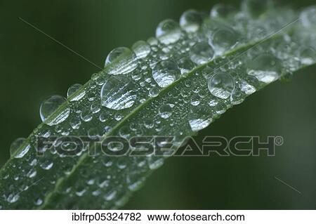 Blade of grass with dew drops, Switzerland, Europe View Large Photo Image Stock Image - Blade of grass with dew drops, Switzerland, Europe. Fotosearch