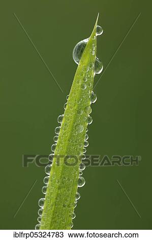 Blade of grass with dew drops, Switzerland, Europe View Large Photo Image Stock Image - Blade of grass with dew drops, Switzerland, Europe. Fotosearch