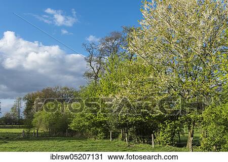 Stock Image - Blooming hedgerow landscape, Lohne, Oldenburger Münsterland, Lower Saxony, Germany, Europe. Fotosearch