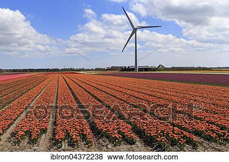 Blooming tulip field in Alkmaar with windmills, Province of North Holland, Holland, The Netherlands, Europe View Large Photo Image Stock Photo - Blooming tulip field in Alkmaar with windmills, Province of North Holland, Holland, The Netherlands, Europe. Fotosearch