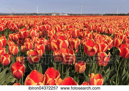 Blooming tulip field (Tulipa) in Alkmaar, Province of North Holland, Holland, The Netherlands, Europe View Large Photo Image Stock Photo - Blooming tulip field (Tulipa) in Alkmaar, Province of North Holland, Holland, The Netherlands, Europe. Fotosearch