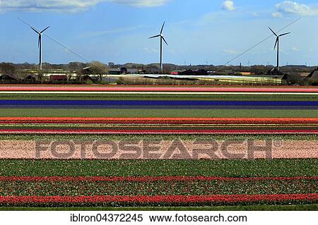 Stock Photography - Blooming tulip field (Tulipa) in Alkmaar with windmills, Province of North Holland, Holland, The Netherlands, Europe. Fotosearch