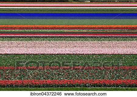 Blooming tulip fields (Tulipa) in Alkmaar, Province of North Holland, Holland, The Netherlands, Europe View Large Photo Image Stock Photograph - Blooming tulip fields (Tulipa) in Alkmaar, Province of North Holland, Holland, The Netherlands, Europe. Fotosearch
