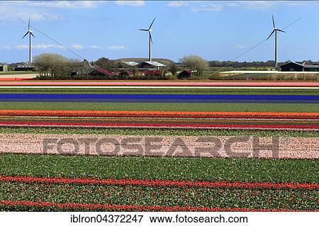 Blooming tulip fields (Tulipa) with wind turbines in Alkmaar, Province of North Holland, Holland, The Netherlands, Europe View Large Photo Image Stock Photo - Blooming tulip fields (Tulipa) with wind turbines in Alkmaar, Province of North Holland, Holland, The Netherlands, Europe. Fotosearch