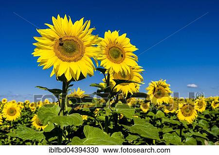 Blossoms of common sunflowers (Helianthus annuus) in a sunflower field, Saxony, Germany, Europe View Large Photo Image Stock Image - Blossoms of common sunflowers (Helianthus annuus) in a sunflower field, Saxony, Germany, Europe. Fotosearch