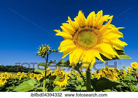Blossoms of common sunflowers (Helianthus annuus) in a sunflower field, Saxony, Germany, Europe View Large Photo Image Stock Image - Blossoms of common sunflowers (Helianthus annuus) in a sunflower field, Saxony, Germany, Europe. Fotosearch
