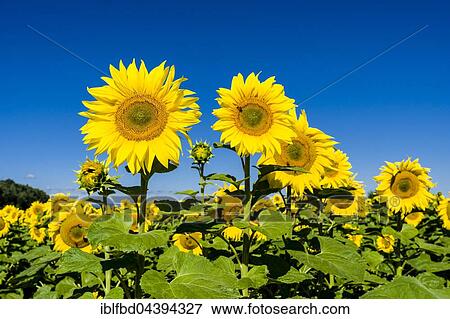 Blossoms of common sunflowers (Helianthus annuus) in a sunflower field, Saxony, Germany, Europe View Large Photo Image Stock Photo - Blossoms of common sunflowers (Helianthus annuus) in a sunflower field, Saxony, Germany, Europe. Fotosearch