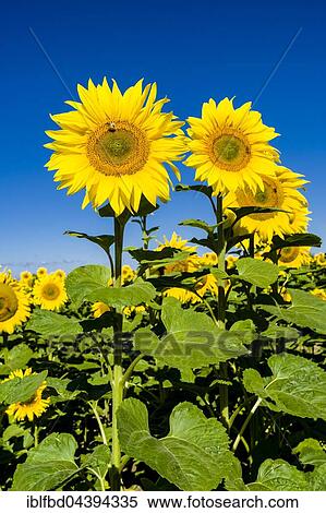 Blossoms of common sunflowers (Helianthus annuus) in a sunflower field, Saxony, Germany, Europe View Large Photo Image Stock Photography - Blossoms of common sunflowers (Helianthus annuus) in a sunflower field, Saxony, Germany, Europe. Fotosearch