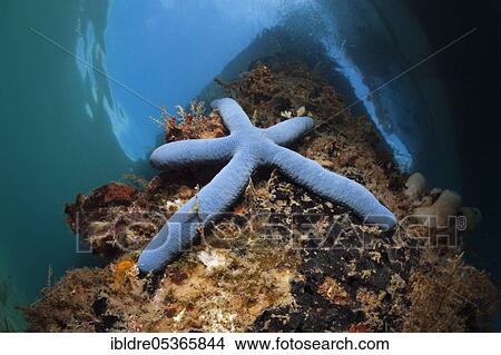 Blue (blue Linckia) starfish under jetty, pier, jetty, Ambon, Moluccas, Indonesia, Asia View Large Photo Image Picture - Blue (blue Linckia) starfish under jetty, pier, jetty, Ambon, Moluccas, Indonesia, Asia. Fotosearch