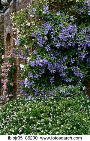 Stock Image - Blue clematis on wall, clematis spec. Fotosearch