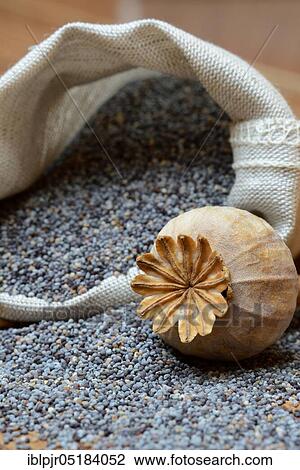 Stock Image - Blue poppy with poppy seed capsule, poppy seed (Papaver somniferum), red poppy, edible poppy. Fotosearch