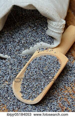Blue poppy with wooden shovel, poppy seed( Papaver somniferum), red poppy, edible poppy View Large Photo Image Stock Image - Blue poppy with wooden shovel, poppy seed( Papaver somniferum), red poppy, edible poppy. Fotosearch