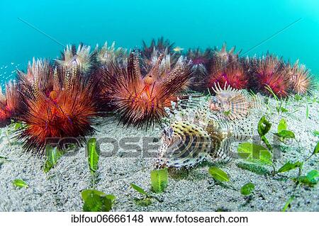 Blue-spotted urchin (Astropyga radiata) and dwarf lionfish (Dendrochirus brachypterus), Dauin, Philippines, Asia View Large Photo Image Stock Photo - Blue-spotted urchin (Astropyga radiata) and dwarf lionfish (Dendrochirus brachypterus), Dauin, Philippines, Asia. Fotosearch