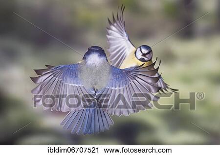 Blue tit, blue tits (Parus caeruleus) meet in flight, North Rhine-Westphalia, Germany, Europe View Large Photo Image Stock Image - Blue tit, blue tits (Parus caeruleus) meet in flight, North Rhine-Westphalia, Germany, Europe. Fotosearch