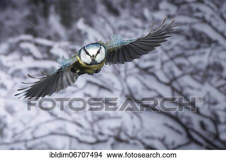 Picture - Blue tit (Parus caeruleus), blue tit in flight, North Rhine-Westphalia, Germany, Europe. Fotosearch