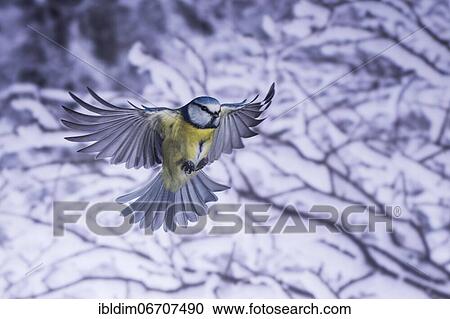 Blue tit (Parus caeruleus), blue tit in flight, North Rhine-Westphalia, Germany, Europe View Large Photo Image Stock Image - Blue tit (Parus caeruleus), blue tit in flight, North Rhine-Westphalia, Germany, Europe. Fotosearch