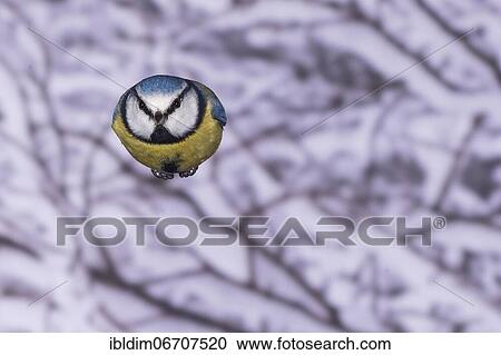 Blue tit (Parus caeruleus), blue tit in flight, North Rhine-Westphalia, Germany, Europe View Large Photo Image Stock Image - Blue tit (Parus caeruleus), blue tit in flight, North Rhine-Westphalia, Germany, Europe. Fotosearch