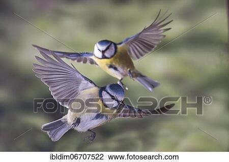 Blue tit (Parus caeruleus), blue tit in flight, North Rhine-Westphalia, Germany, Europe View Large Photo Image Stock Image - Blue tit (Parus caeruleus), blue tit in flight, North Rhine-Westphalia, Germany, Europe. Fotosearch