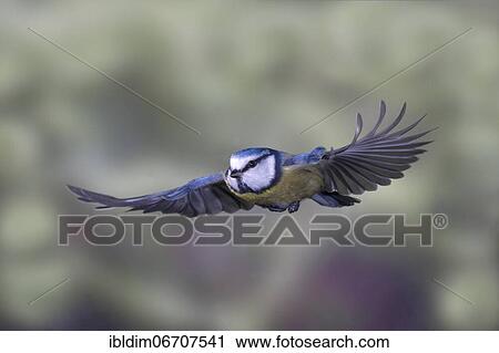 Blue tit (Parus caeruleus), blue tit in flight, North Rhine-Westphalia, Germany, Europe View Large Photo Image Stock Image - Blue tit (Parus caeruleus), blue tit in flight, North Rhine-Westphalia, Germany, Europe. Fotosearch