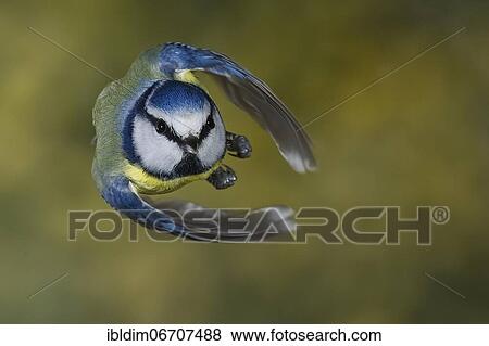 Blue tit (Parus caeruleus), blue tit in flight, North Rhine-Westphalia, Germany, Europe View Large Photo Image Stock Photo - Blue tit (Parus caeruleus), blue tit in flight, North Rhine-Westphalia, Germany, Europe. Fotosearch