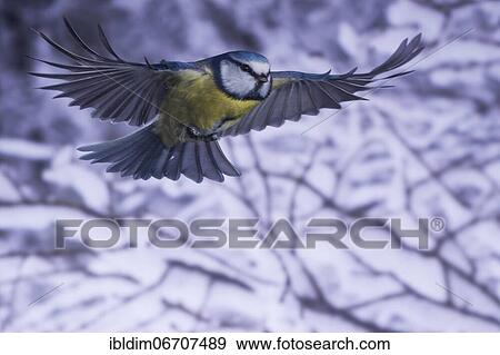 Blue tit (Parus caeruleus), blue tit in flight, North Rhine-Westphalia, Germany, Europe View Large Photo Image Stock Photo - Blue tit (Parus caeruleus), blue tit in flight, North Rhine-Westphalia, Germany, Europe. Fotosearch