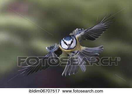 Blue tit (Parus caeruleus), blue tit in flight, North Rhine-Westphalia, Germany, Europe View Large Photo Image Stock Photo - Blue tit (Parus caeruleus), blue tit in flight, North Rhine-Westphalia, Germany, Europe. Fotosearch