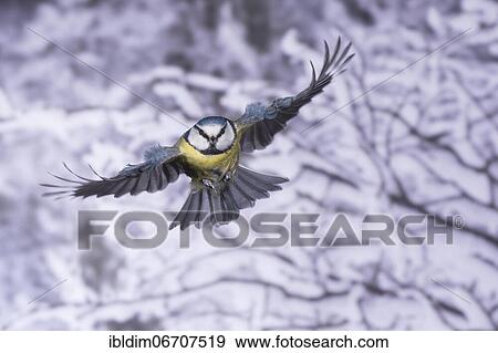 Blue tit (Parus caeruleus), blue tit in flight, North Rhine-Westphalia, Germany, Europe View Large Photo Image Stock Photo - Blue tit (Parus caeruleus), blue tit in flight, North Rhine-Westphalia, Germany, Europe. Fotosearch