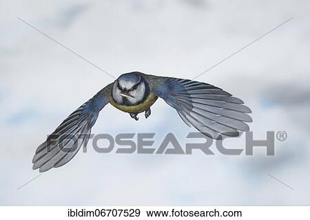 Blue tit (Parus caeruleus), blue tit in flight, North Rhine-Westphalia, Germany, Europe View Large Photo Image Stock Photo - Blue tit (Parus caeruleus), blue tit in flight, North Rhine-Westphalia, Germany, Europe. Fotosearch