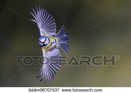 Blue tit (Parus caeruleus), blue tit in flight, North Rhine-Westphalia, Germany, Europe View Large Photo Image Stock Photo - Blue tit (Parus caeruleus), blue tit in flight, North Rhine-Westphalia, Germany, Europe. Fotosearch