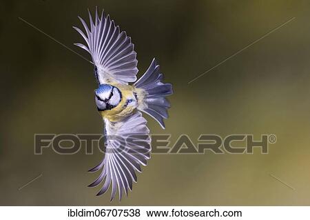 Blue tit (Parus caeruleus), blue tit in flight, North Rhine-Westphalia, Germany, Europe View Large Photo Image Stock Photo - Blue tit (Parus caeruleus), blue tit in flight, North Rhine-Westphalia, Germany, Europe. Fotosearch