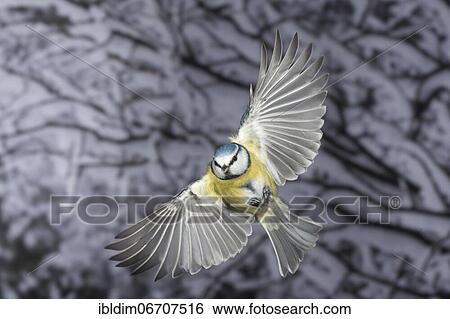 Blue tit (Parus caeruleus), blue tit in flight, North Rhine-Westphalia, Germany, Europe View Large Photo Image Stock Photograph - Blue tit (Parus caeruleus), blue tit in flight, North Rhine-Westphalia, Germany, Europe. Fotosearch