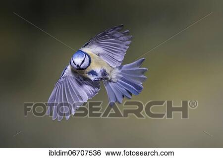 Blue tit (Parus caeruleus), blue tit in flight, North Rhine-Westphalia, Germany, Europe View Large Photo Image Stock Photograph - Blue tit (Parus caeruleus), blue tit in flight, North Rhine-Westphalia, Germany, Europe. Fotosearch