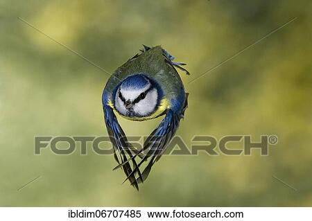 Blue tit (Parus caeruleus), blue tit in flight, North Rhine-Westphalia, Germany, Europe View Large Photo Image Stock Photography - Blue tit (Parus caeruleus), blue tit in flight, North Rhine-Westphalia, Germany, Europe. Fotosearch