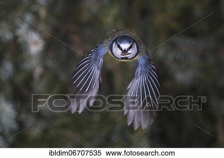 Stock Photography - Blue tit (Parus caeruleus), blue tit in flight, North Rhine-Westphalia, Germany, Europe. Fotosearch