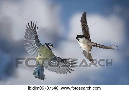 Blue tit (Parus caeruleus), Marsh tit (Parus palustris), Titmice meet in flight, North Rhine-Westphalia, Germany, Europe View Large Photo Image Stock Image - Blue tit (Parus caeruleus), Marsh tit (Parus palustris), Titmice meet in flight, North Rhine-Westphalia, Germany, Europe. Fotosearch