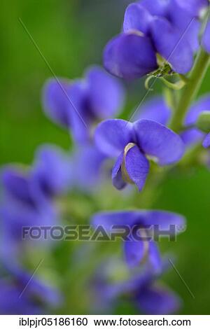 Blue wild indigo ( Baptisia australis) View Large Photo Image Stock Image - Blue wild indigo ( Baptisia australis). Fotosearch