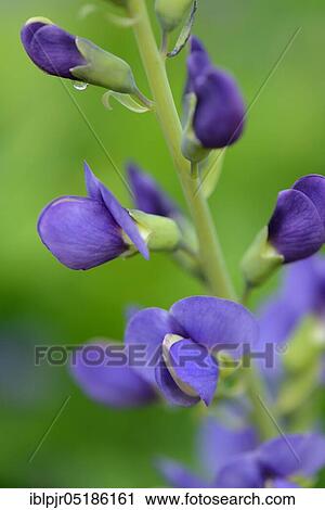 Blue wild indigo ( Baptisia australis) View Large Photo Image Stock Image - Blue wild indigo ( Baptisia australis). Fotosearch