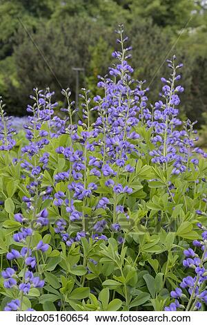 Picture - Blue wild indigo, blue Blue wild indigo (Baptisia australis). Fotosearch